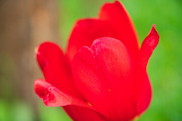 red tulip flower