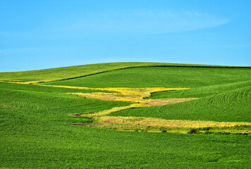 Palouse Farmland Under a Clear Blue Sky