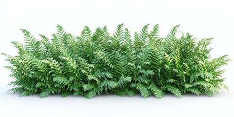 tropical fern bush