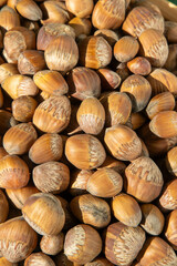 Hazelnut bowl food. Kernel raw seed. Hazel nut heap closeup background