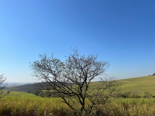 Trees and clear skies