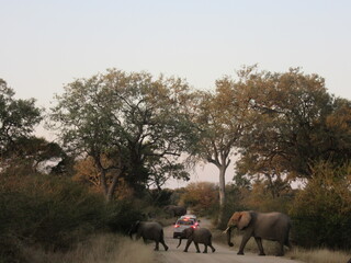 Fototapeta premium Elephants crossing the road during sunset 