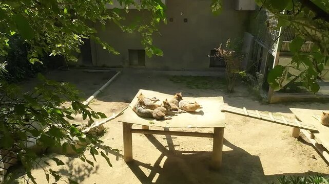 Flock of golden jackals basks in sun in zoo enclosure. Istanbul, Turkey