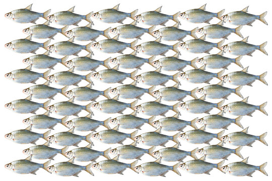 Banc de poissons sur fond blanc