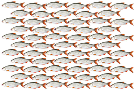 Banc de poissons sur fond blanc