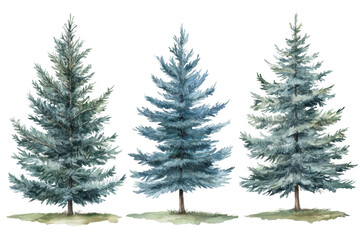 Fototapeta premium Vibrant Picea Pungens Evergreen Trees Watercolor Illustration Set for Nature Designs
