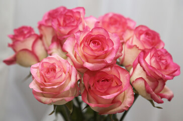 Fototapeta premium bouquet of roses with pale pink petals accented by bright pink edges, set against a soft white background.