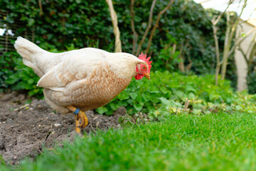 Adult white, free range chicken seen looking for food in a garden flowerbed. Kept as part of a small flock for their tasty eggs.
