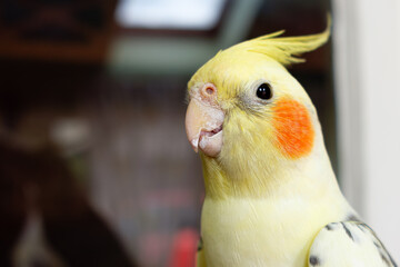 Adorable male cockatiel seen out of his large cage and about to sing to the photographer. Native to Australia.