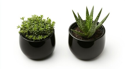 Stylish Green Plants in Modern Black Pots