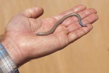 lebender Skink, Namib Blindschleiche auf einer Hand