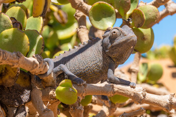 Namaqua Chameleon in seinem natürlichen Lebensraum, Namib Wüste, Namibia