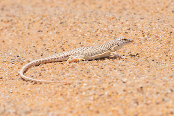 Namib-Sandtaucher, Wüstenechse, endemisch in der Namib, Namibia