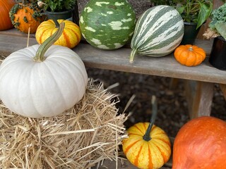 An assortment of colorful gourds