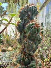 Fototapeta premium Garden plants 