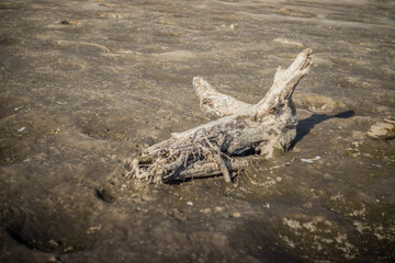 Stumps by the water resembling fairy-tale creatures.