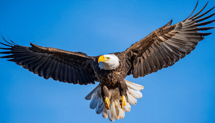 Naklejka premium Bald eagle looking straight into the camera close-up in flight, landing, against the clear sky