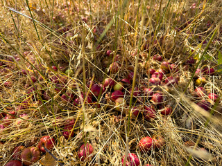 Red apples lie among dry grass, many of them already spoiled and beginning to rot. The unharvested...