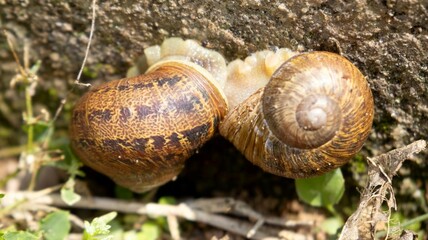 Snail Love