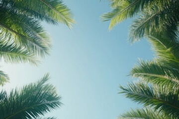 Fototapeta premium Tropical Palm Leaves Against Clear Blue Sky