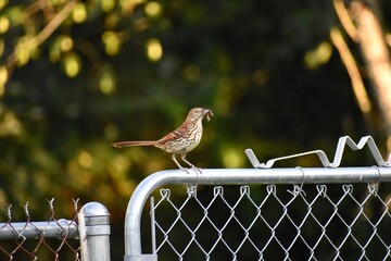 Brown Thrasher bird perched on a fence with a worm in its beak