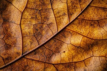 Obraz premium Intricate Patterns on Brown Leaves