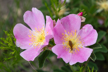 Wild Rose blooms with a beetle pollinator