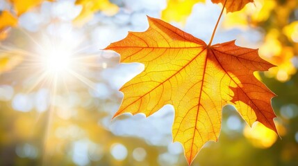Obraz premium Intricate Maple Leaf with Veins Bathed in Sunshine