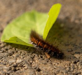 gros plan d'une belle chenille velue sur le sol, sortant d'une feuille