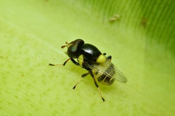 a tiny fly resting on a bright green leaf. The fly’s glossy, dark-colored body and large,...