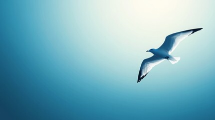 Obraz premium A soaring white seagull gliding in the sky