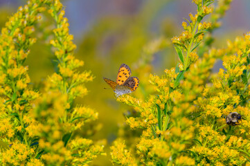 A Bronze Copper Butterfly on Feeds on Canada Goldenrod at Lake Erie Metropark, in Brownstown...