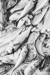 Obraz premium Large collection of fish are displayed in a black and white photo. The fish are of various sizes and shapes, and they are arranged in a way that creates a sense of depth and movement