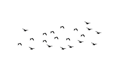 Black Flying birds silhouette Design. 