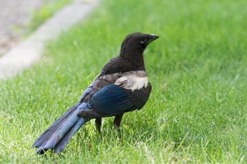 Juvenile Magpie on Green Grass Close-up