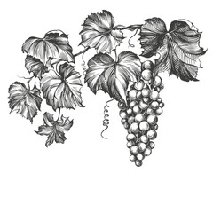 grape vine, grape, hand drawn vector illustration realistic sketch