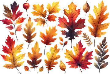 Obraz premium Autumn Leaves on White Background 