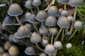 The seeded ink cap (Coprinellus disseminatus, syn. Coprinus disseminatus) is an inedible mushroom species from the family Psathyrellaceae. In the forest near Gundelshausen, Bavaria, Germany.