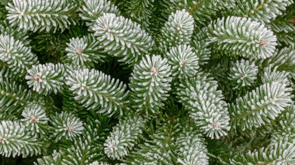 Close-up of frosted Christmas tree needles with a soft focus background, perfect for seasonal greetings.