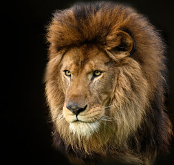 Naklejka premium Lion Portrait