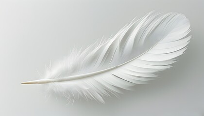 Fototapeta premium isolated white feather in close-up graphic design resource on plain white background