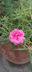 Obraz premium Sadabahar Pink Flower and Sadabahar Pink Flower