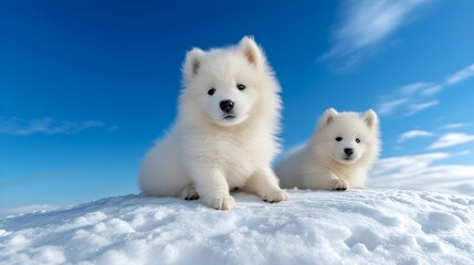 Adorable Samoyed Puppies Playing on Snowy Hill with Blue Sky Above