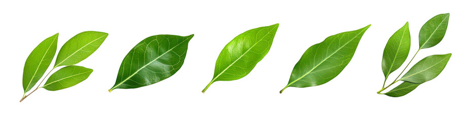 Obraz premium Five green leaves isolate on transparent background, cutout, png