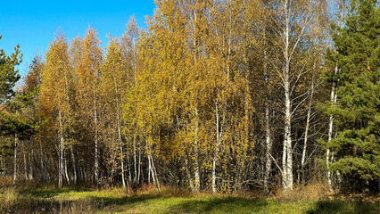 Fototapeta premium Sunny autumn day in the forest