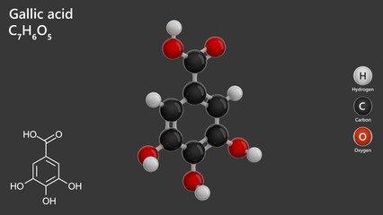 Molecule: Gallic Acid. Antioxidant. Molecular structure. Formula: C7H6O5. Chemical model: Ball and stick. Gray background. 3D illustration.