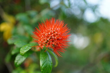 orange blooming flower