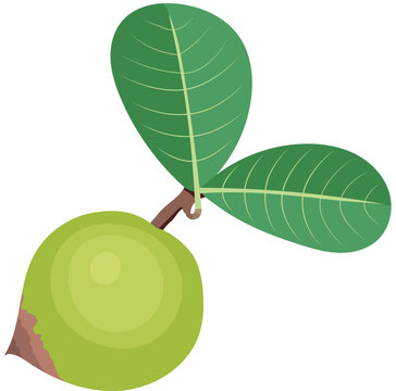 Pouteria Lucuma Fruit with Leaves Illustration Isolated on White Background