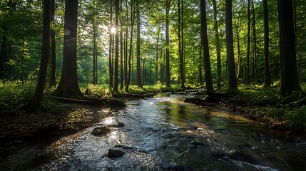 Fototapeta premium Sunlight Illuminating a Forest Stream