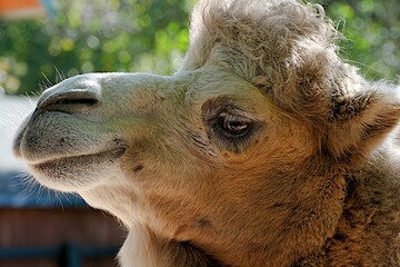 The head of a two-humped camel is chewing grass in close-up